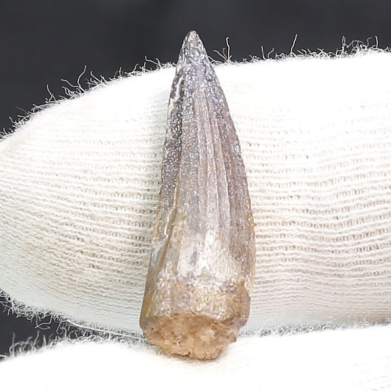 Suchomimus Tooth 