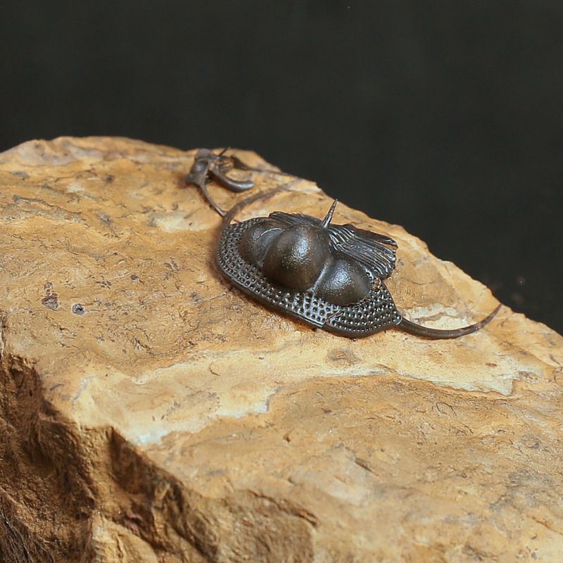 Onnia Trilobite – Ordovician Fossil with Spines, Morocco (3 cm)