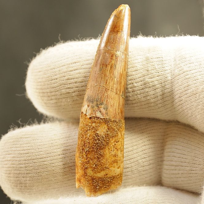 Main Image Dinosaur Teeth Spinosaurus Saharicus. 5 cm