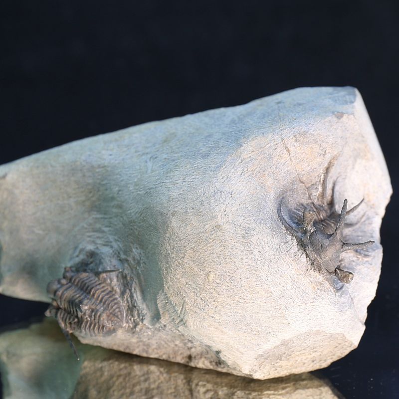 Ceratarges and Cyphaspis combo - Morocco.