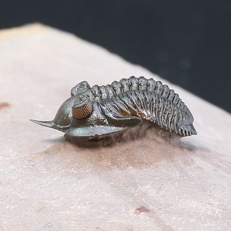 Uncommon trilobite Pseudocriphaeus minimus from Morocco.