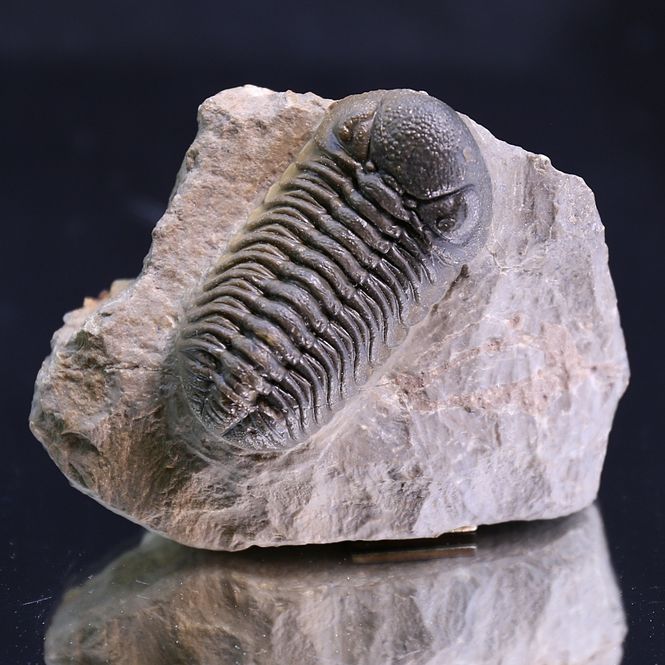 Main Image Trilobite  Morocops from Morocco.