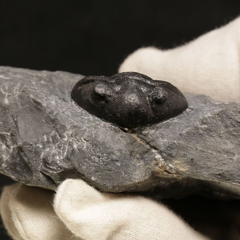 Sold, Asaphus expansus Trilobite – Lower Ordovician, Slemmestad, Norway