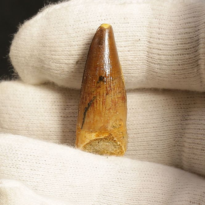 Main Image Dinosaur Teeth Spinosaurus Sp.