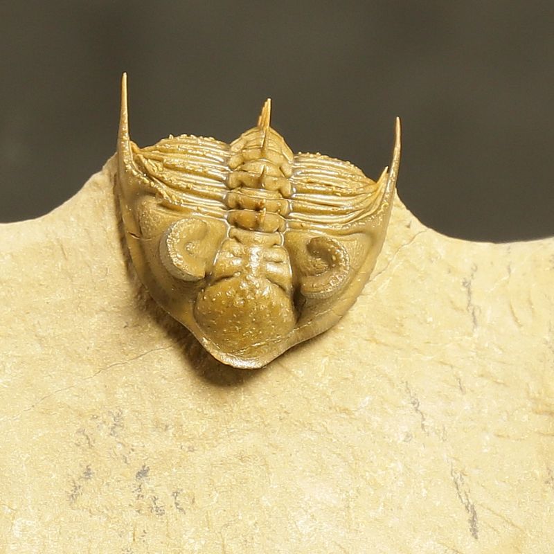 Erbenochile erbeni Trilobite – Tower-Eyed Devonian  (4 cm)