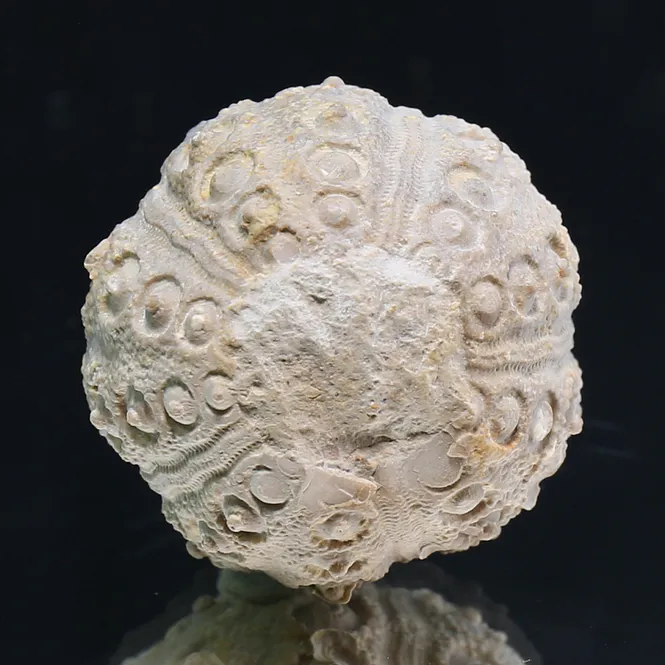 Main Image Fossil sea urchin from Morocco.
