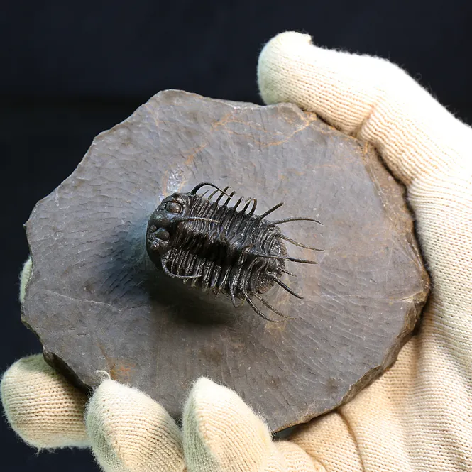 Main Image Spiny trilobite Koneprusia from Morocco.