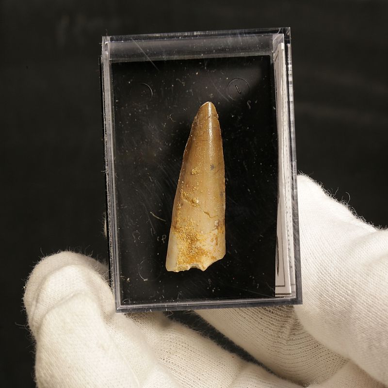 Dinosaur Teeth Spinosaurus Sp.