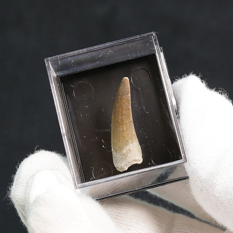 Suchomimus Tooth 
