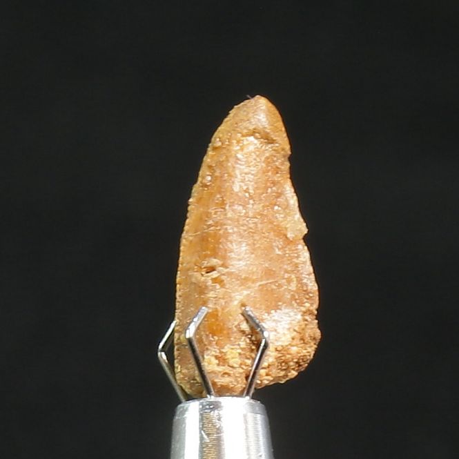Main Image Abelisaurid Dinosaur Tooth 