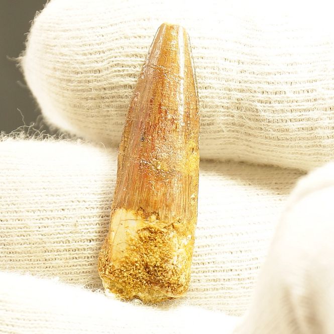 Main Image Dinosaur Teeth Spinosaurus Saharicus. 3 cm