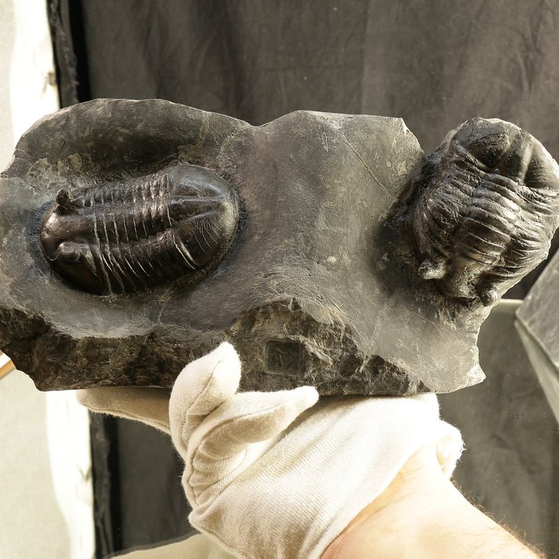 Double Asaphus sarsi Trilobite Plate, Rare Norwegian Ordovician Fossils