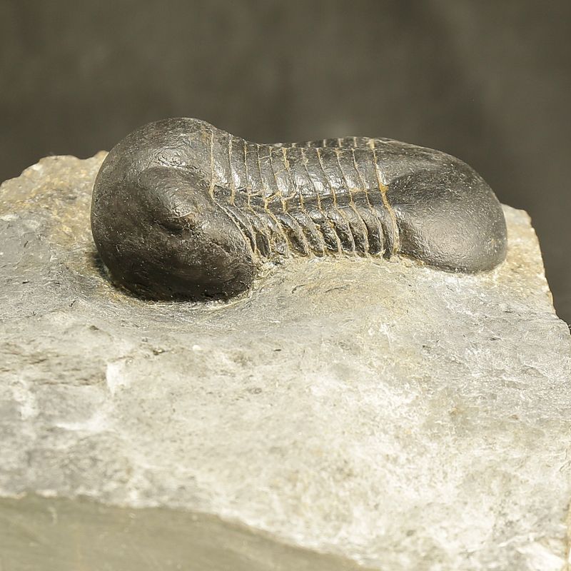 Sold! Illaenus sarsi Trilobite