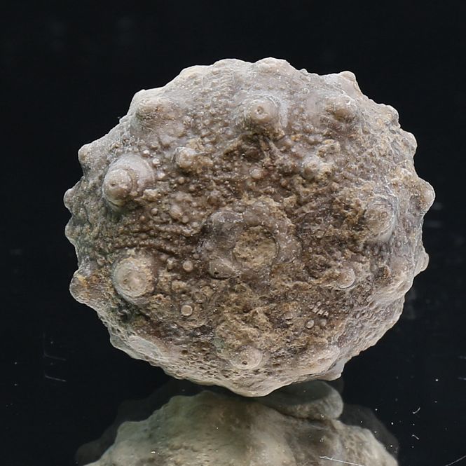 Main Image Fossil sea urchin from Morocco.
