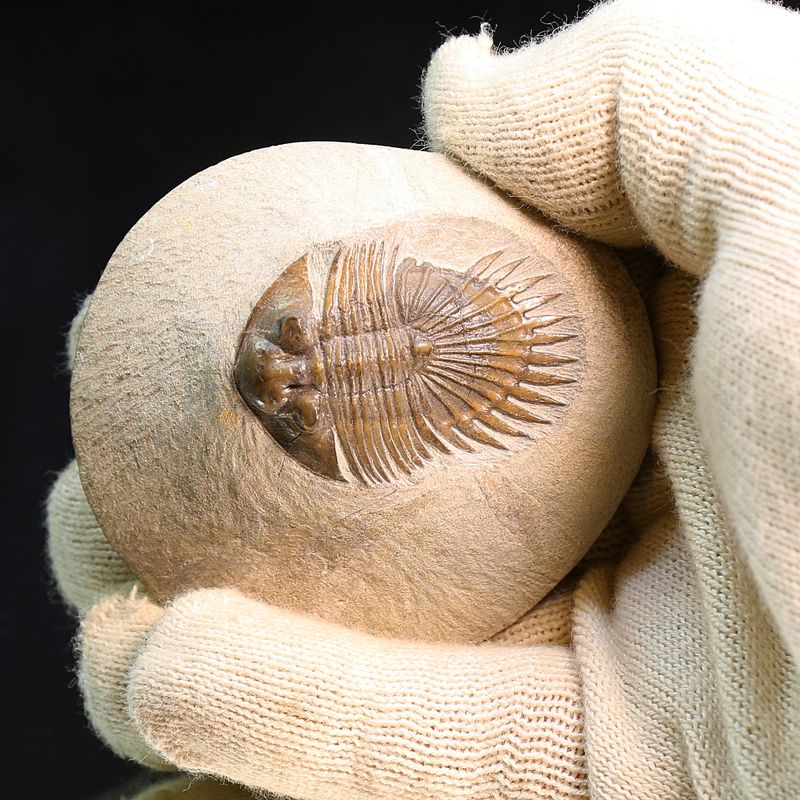 Ultra rare trilobite Tysanopeltis sp from Morocco.