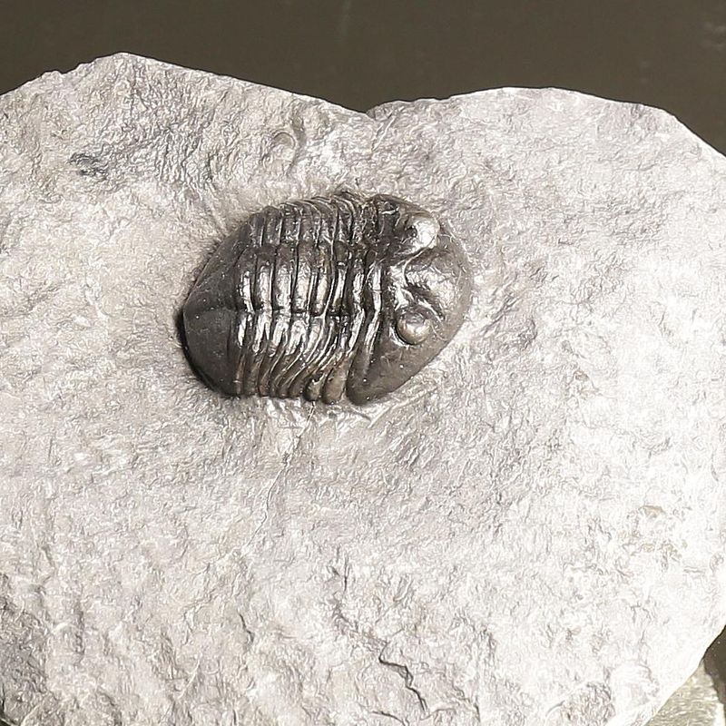 Asaphus expansus Trilobite – Lower Ordovician, Slemmestad, Norway