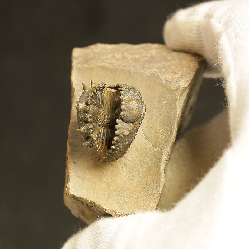 Acantharges mbareki Trilobite – Rolled Specimen with Hypostome, Devonian Morocco (3 cm)
