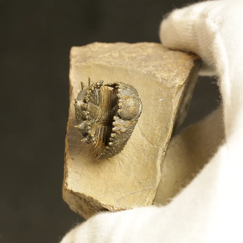 Acantharges mbareki Trilobite – Rolled Specimen with Hypostome, Devonian Morocco (3 cm)