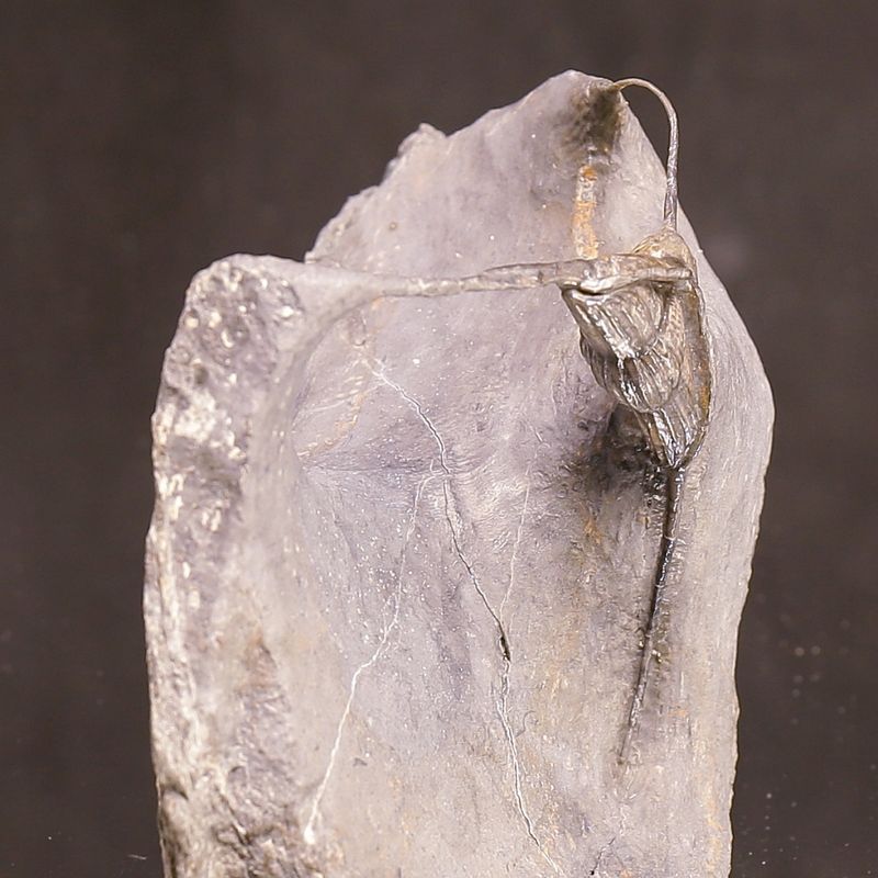 Sold! Ampyx. Trilobite –  Norwegian Museum Specimen.