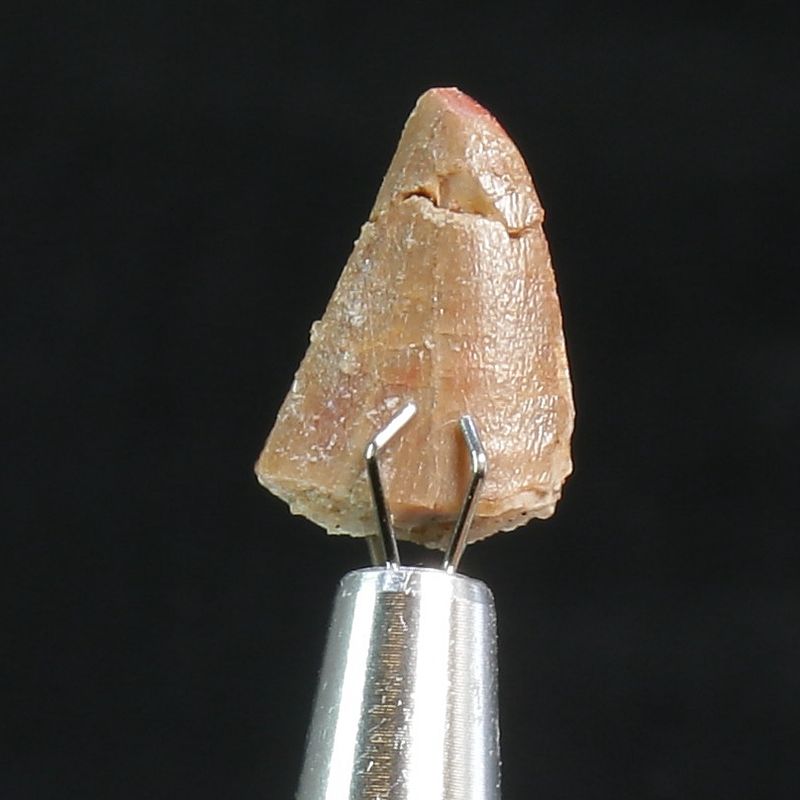 Abelisaurid Dinosaur Tooth 