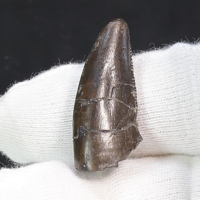 Main Image Ceratosaurs sp. Tooth