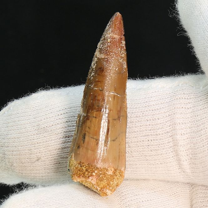 Main Image Dinosaur Teeth Spinosaurus Sp.