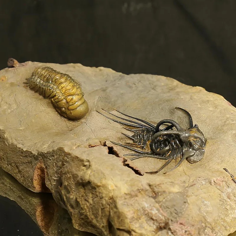 Devonian Trilobite Association Plate – Dicranurus monstruosus & Crotalocephalina gibba