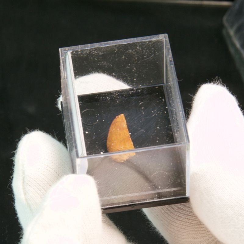 Abelisaurid Dinosaur Tooth 