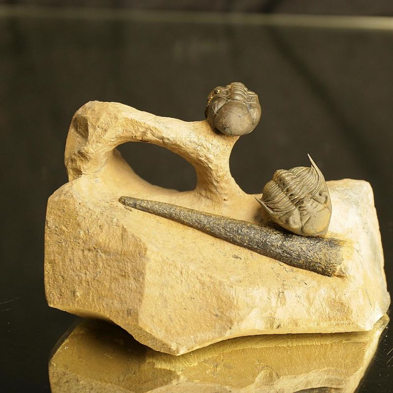 Rare Devonian Fossil Association Plate – Reedops, Metacanthina & Orthoceratid Cephalopod