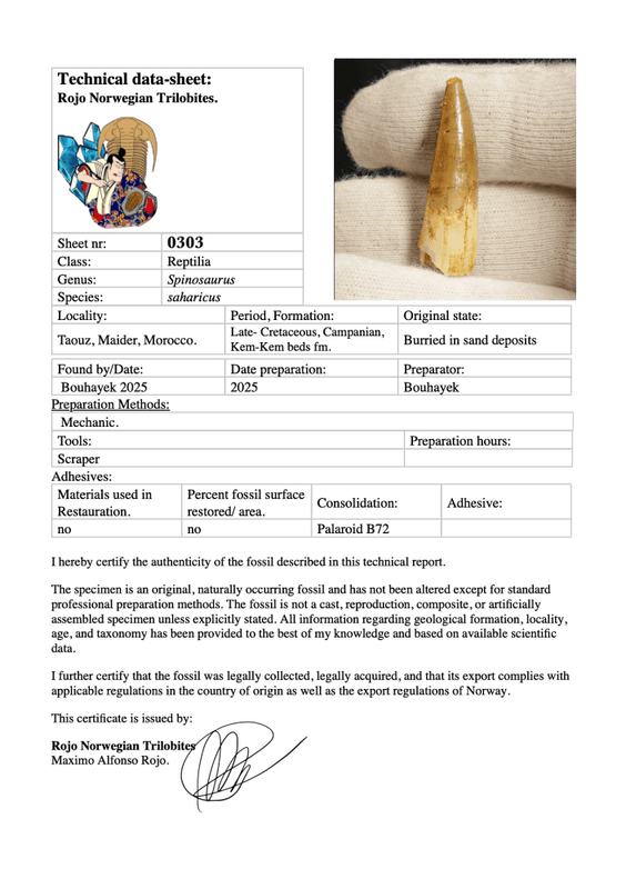 Dinosaur Teeth Spinosaurus Sp.