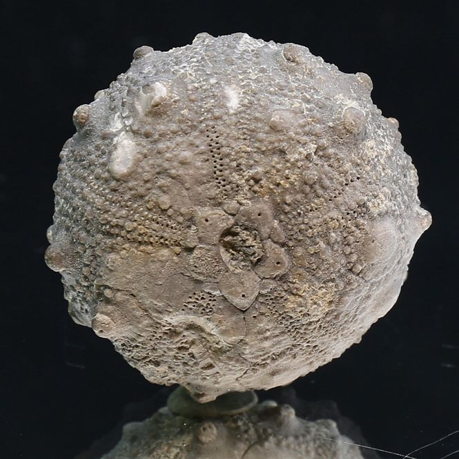 Main Image Fossil sea urchin from Morocco.