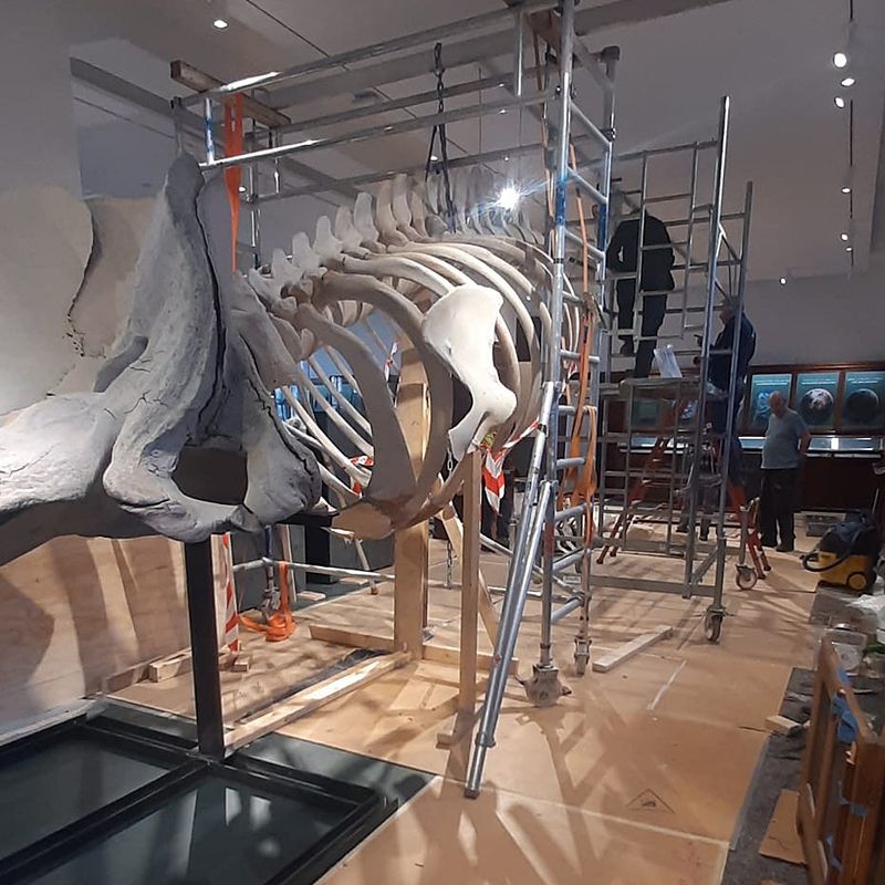Conservation & Exhibit Preparation – Natural History Museum, Oslo