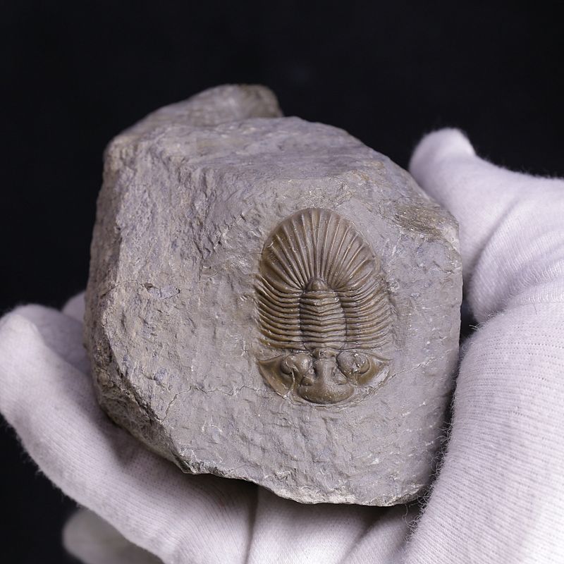  Double Scabriscutellum hammadi Trilobite – Lower Devonian, Morocco