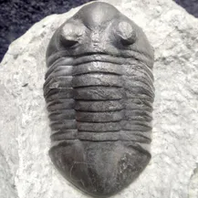 Shop Norwegian trilobites