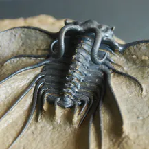 Shop trilobites