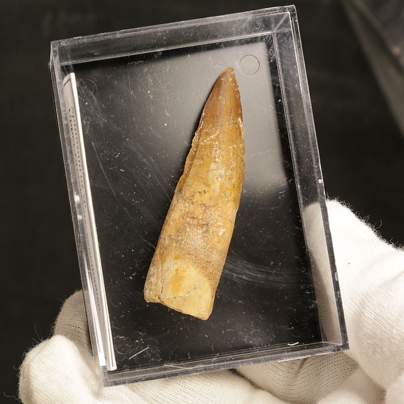 Dinosaur Teeth Spinosaurus Sp.