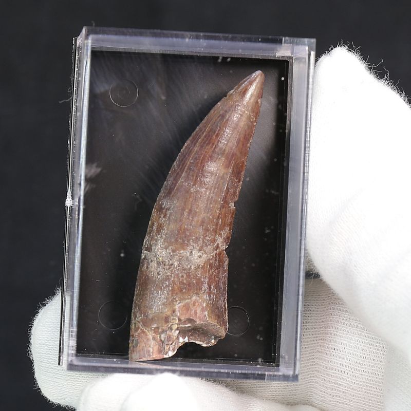 Suchomimus Tooth 