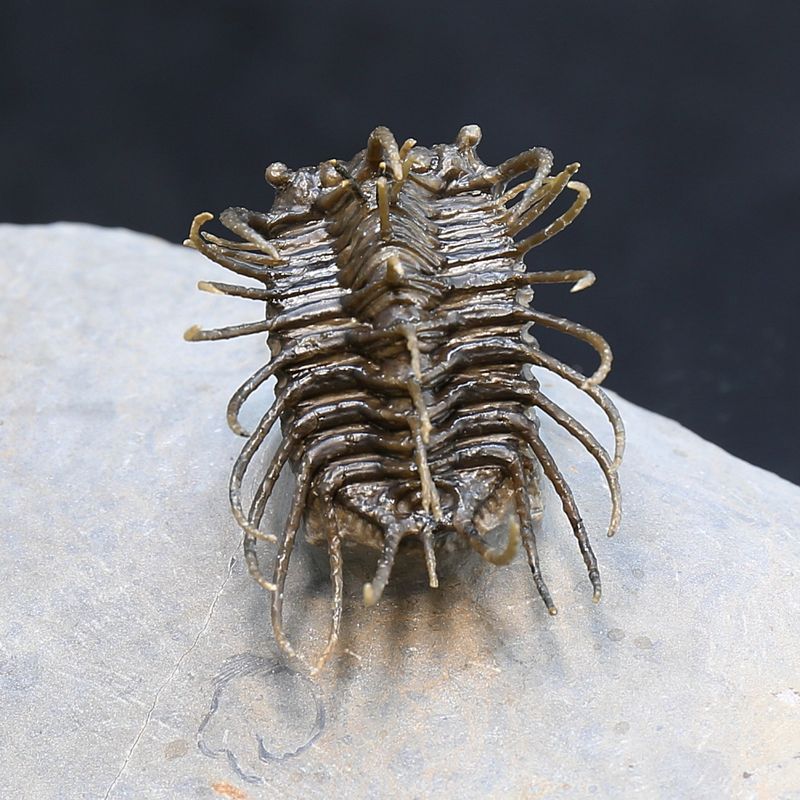 Spiny trilobite Koneprusia from Morocco.