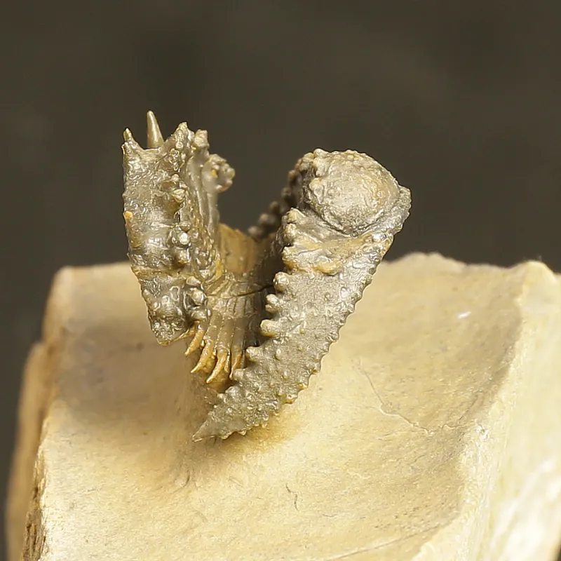 Acantharges mbareki Trilobite – Rolled Specimen with Hypostome, Devonian Morocco (3 cm)