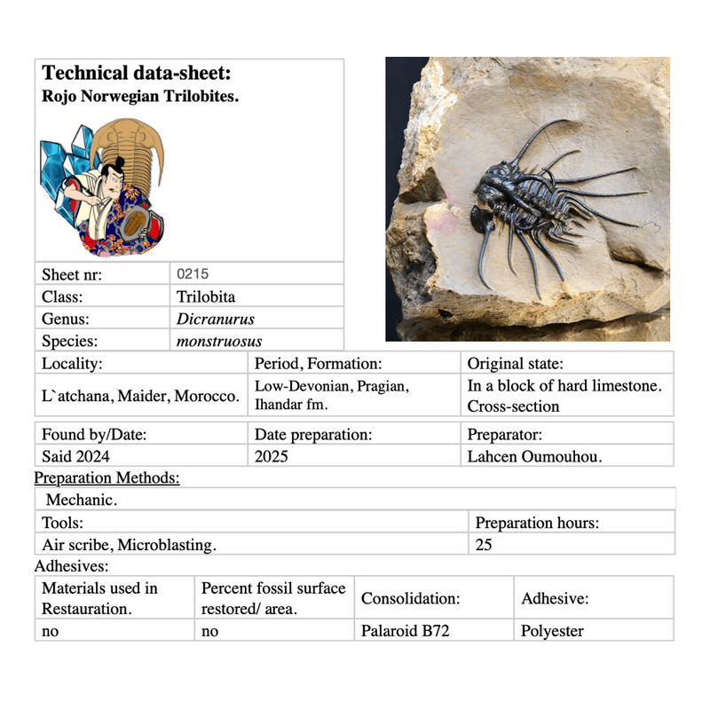 Dicranurus monstruosus from Morocco.