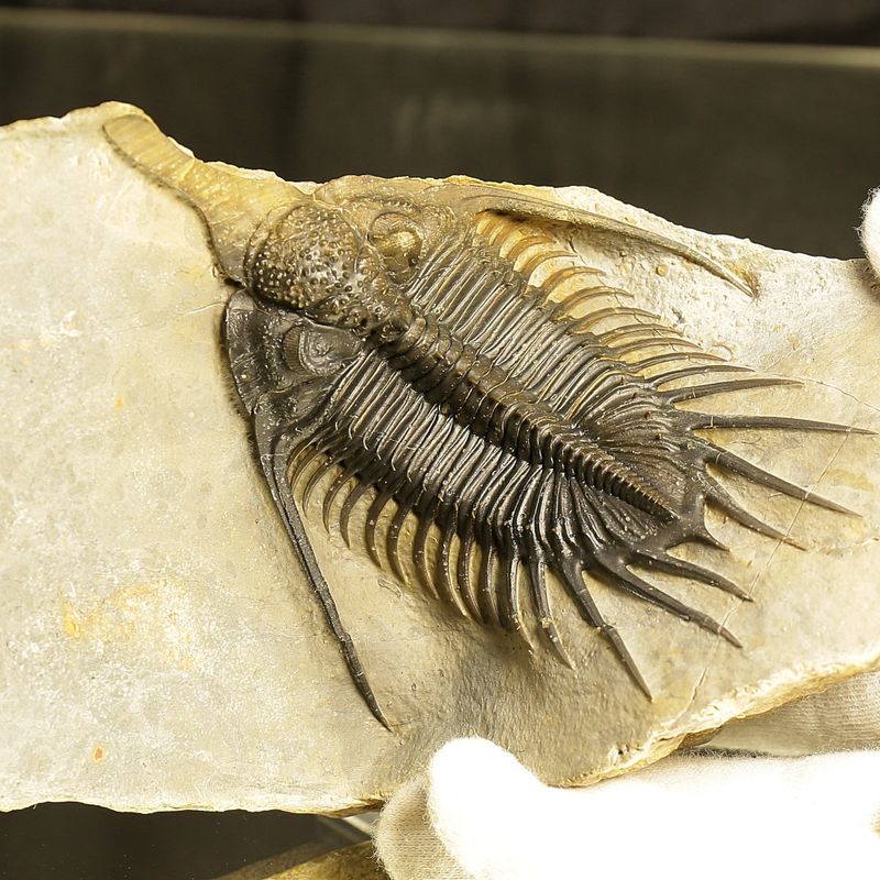 Psychopyge angeles Trilobite – Large Spiny Asteropyge, Issoumour (12 cm)