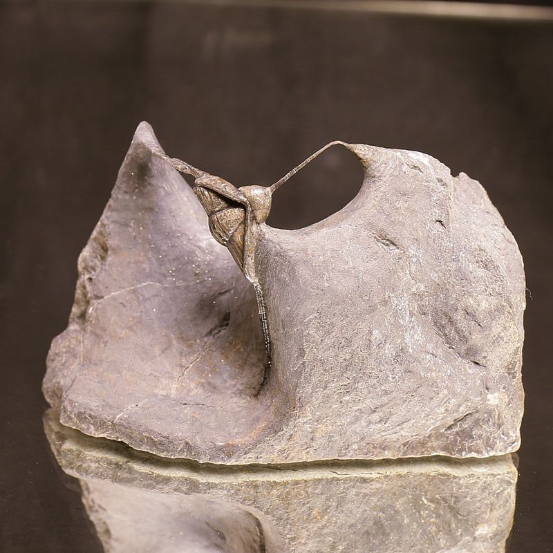 Sold! Ampyx. Trilobite –  Norwegian Museum Specimen.