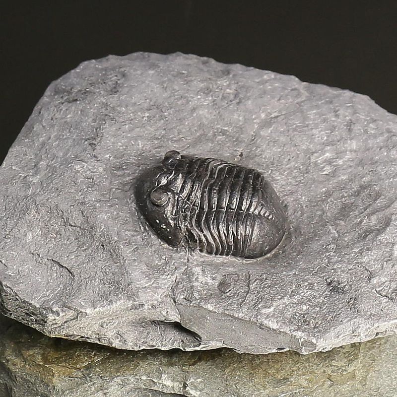 Asaphus expansus Trilobite – Lower Ordovician, Slemmestad, Norway