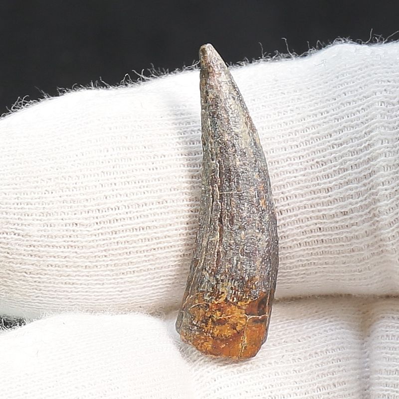 Suchomimus Tooth 