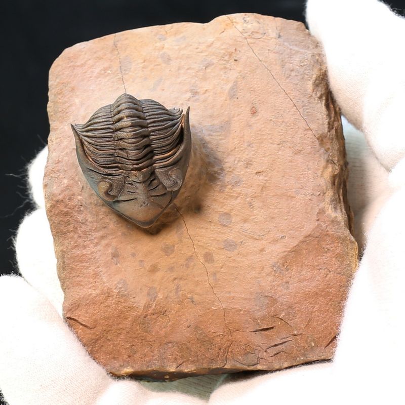  Sold, Metacanthina issomourensis from Morocco.