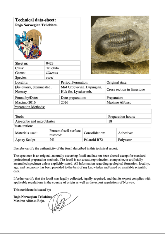 Sold! Illaenus sarsi Trilobite