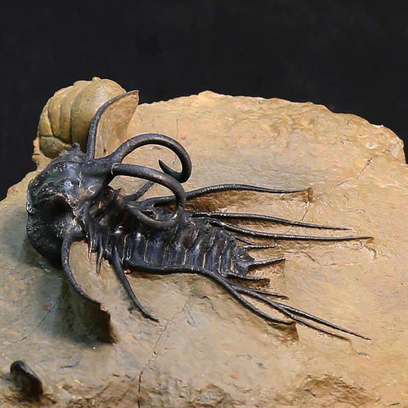 Dicranurus monstruosus Trilobite – Spectacular Spined Devonian Fossil