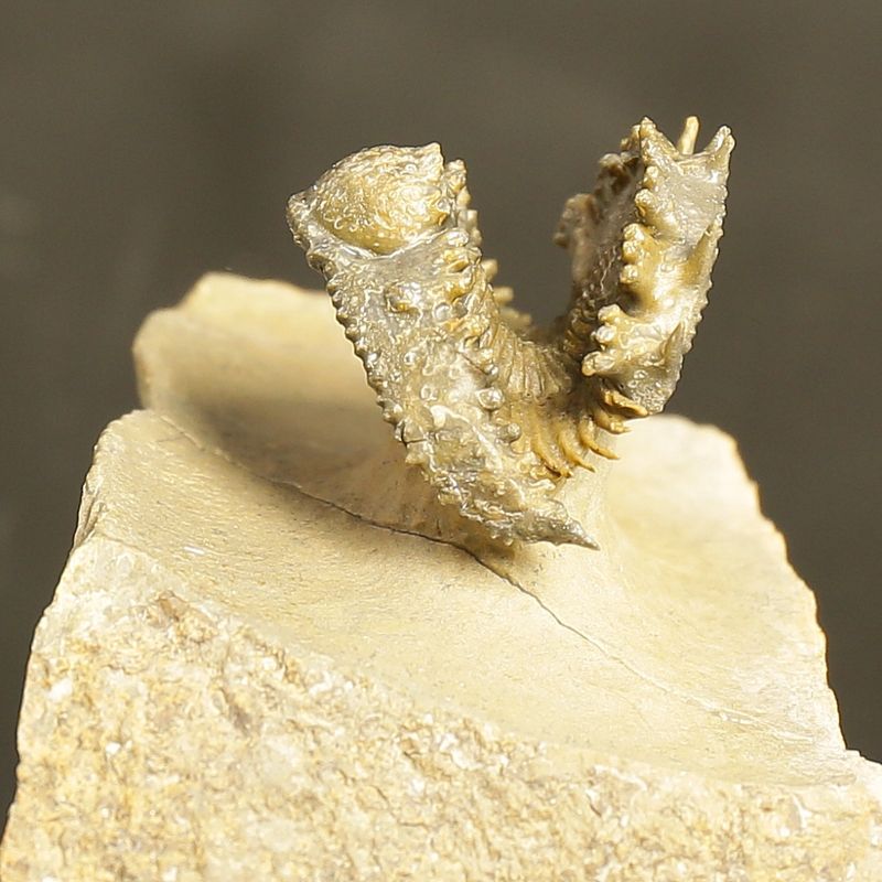 Acantharges mbareki Trilobite – Rolled Specimen with Hypostome, Devonian Morocco (3 cm)