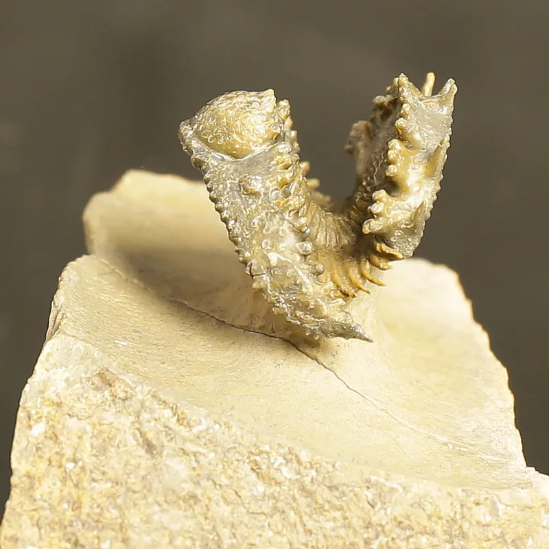 Acantharges mbareki Trilobite – Rolled Specimen with Hypostome, Devonian Morocco (3 cm)