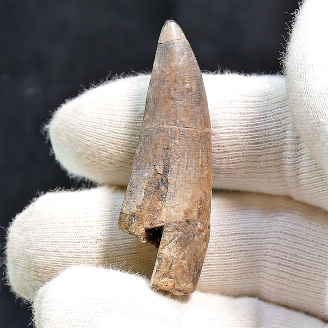 Main Image Suchomimus Tooth 